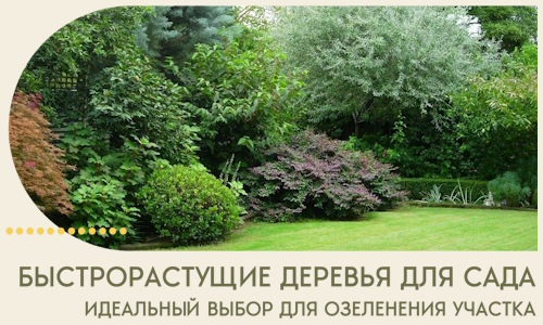 Быстрорастущие деревья для сада идеальный выбор в Ессентуках