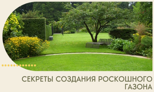 Секреты создания роскошного газона в Ессентуках