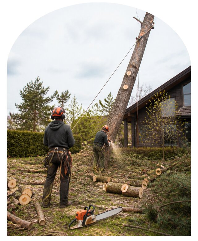 Валка деревьев в Ессентуках по цене от 5608 р. | Метпроект-Ссн